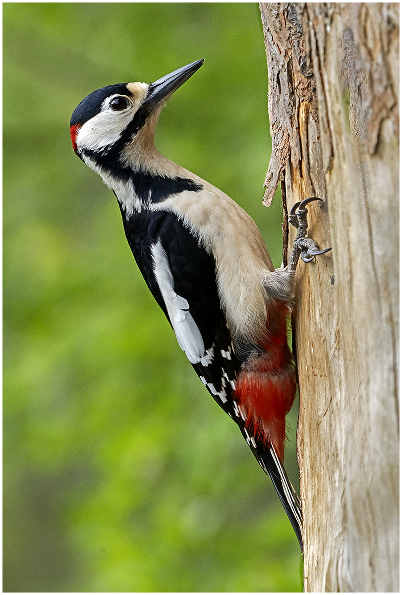 GS Woodpecker 